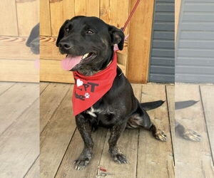 Labrador Retriever-Pembroke Welsh Corgi Mix Dogs for adoption in Euless, TX, USA