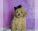 Small #2 Poodle (Toy)