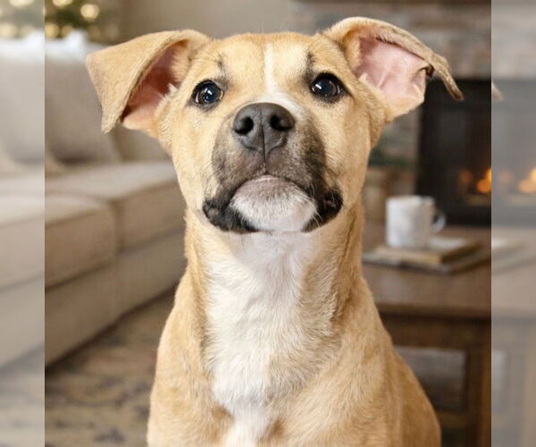 Medium Photo #9 Mutt Puppy For Sale in Canton, CT, USA