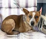 CALAMITY - Female Texas Heeler Dog for Adoption - Small photo