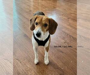 Beagle Dogs for adoption in Atlanta, GA, USA