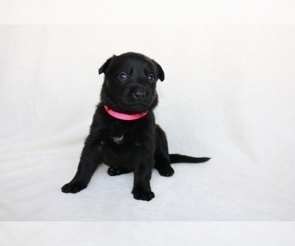 Medium Photo #2 German Shepherd Dog Puppy For Sale in AUSTIN, TX, USA