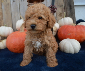 Medium Poodle (Toy)