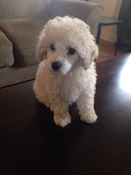 Medium Photo #1 Poodle (Toy) Puppy For Sale in LEWES, DE, USA