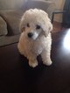 Small Photo #1 Poodle (Toy) Puppy For Sale in LEWES, DE, USA