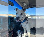 Small Photo #12 Bulldog-Unknown Mix Puppy For Sale in Chandler, AZ, USA