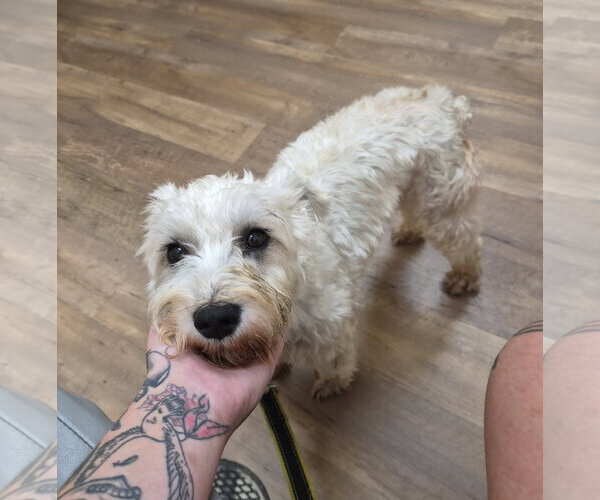 Medium Photo #3 - Mix Puppy For Sale in Lenoir, NC, USA