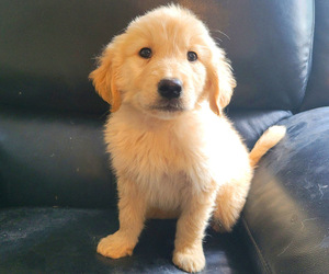 Golden Retriever Puppy for sale in NOVI, MI, USA