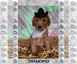 Medium Goldendoodle-Poodle (Miniature) Mix