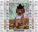 Puppy 7 Goldendoodle-Poodle (Miniature) Mix