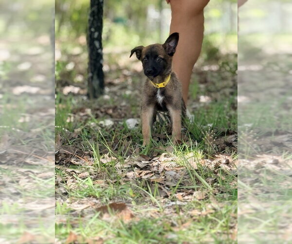 Medium Photo #3 Mutt Puppy For Sale in Imlay City, MI, USA
