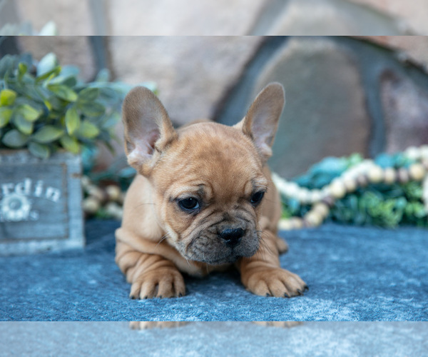 Medium Photo #1 French Bulldog Puppy For Sale in MILLERSBURG, OH, USA