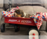 Puppy Aspen Beagle