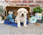 Small #1 Labrador Retriever