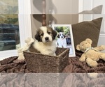 Small Photo #95 Australian Shepherd Puppy For Sale in LEXINGTON, SC, USA