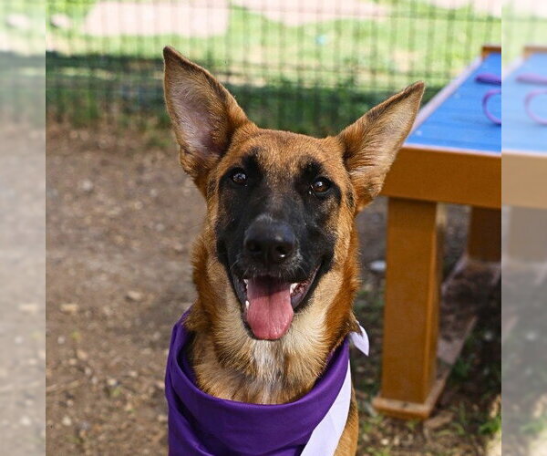 Medium Photo #1 German Shepherd Dog-Unknown Mix Puppy For Sale in San Antonio, TX, USA