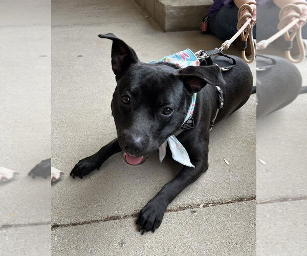 Medium Photo #10 Staffordshire Bull Terrier-Unknown Mix Puppy For Sale in Spotsylvania, VA, USA