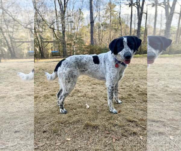 Medium Photo #8 Retriever -Unknown Mix Puppy For Sale in Greenville, SC, USA