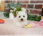 Small #12 West Highland White Terrier