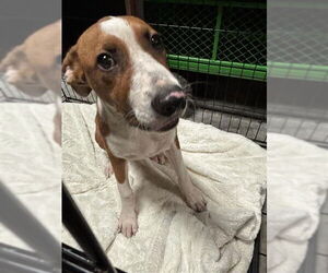 Mutt Dogs for adoption in Waco, TX, USA