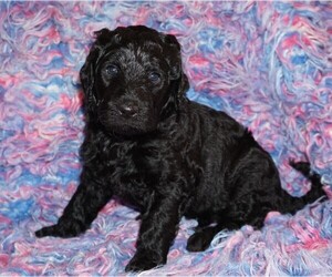 Labradoodle Puppy for sale in LA HABRA, CA, USA
