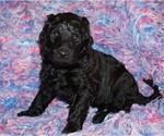 Image preview for Ad Listing. Nickname: SALE BLACK G