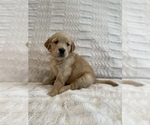 Small Photo #19 Golden Retriever Puppy For Sale in IRWIN, PA, USA
