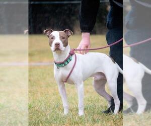 American Pit Bull Terrier Dogs for adoption in Derwood, MD, USA