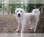 Small Photo #33 Great Pyrenees Puppy For Sale in Spring, TX, USA