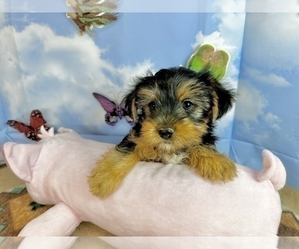 Medium Photo #7 Morkie Puppy For Sale in CASSVILLE, MO, USA