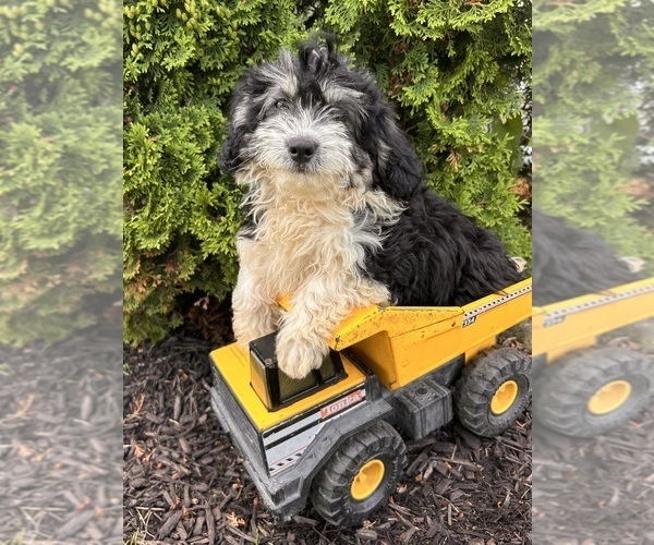 Medium Photo #4 Poo-Ton Puppy For Sale in MIDDLEBURY, IN, USA