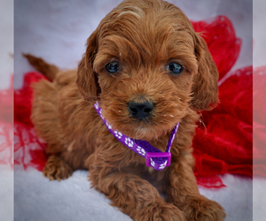 Cavapoo Puppy for sale in SYRACUSE, NY, USA