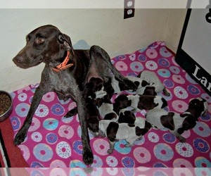 Father of the German Shorthaired Pointer puppies born on 04/17/2019