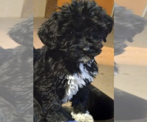 Bernedoodle Puppy for sale in HINCKLEY, MN, USA