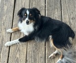 Small Photo #1 Miniature Australian Shepherd Puppy For Sale in BROOKER, FL, USA