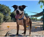 Small #1 American Pit Bull Terrier Mix