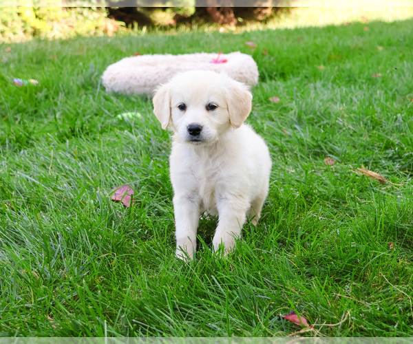 Medium Photo #7 Golden Retriever Puppy For Sale in SYRACUSE, IN, USA