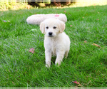 Small #6 Golden Retriever