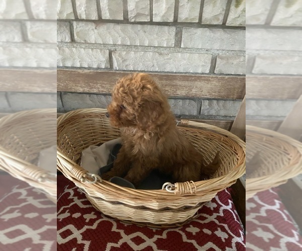 Medium Photo #5 Poodle (Toy) Puppy For Sale in LANSDALE, PA, USA