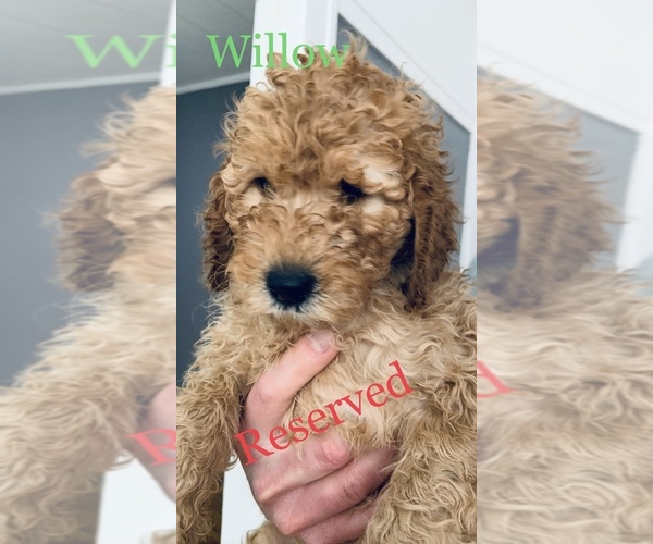 Medium Photo #1 Cock-A-Poo-Goldendoodle Mix Puppy For Sale in CLEVELAND HEIGHTS, OH, USA