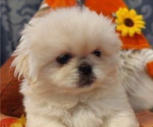 Pekingese Puppy for Sale in SMITHFIELD, North Carolina USA