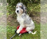 Small Photo #1 Bernedoodle (Miniature) Puppy For Sale in MIDDLEBURY, IN, USA