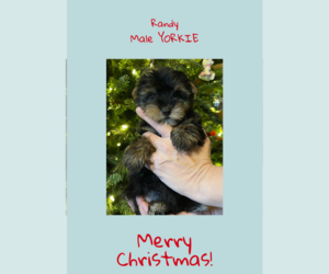 Yorkshire Terrier Puppy for sale in AZLE, TX, USA