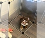 Small Photo #1 Bulldog Puppy For Sale in ONTARIO, CA, USA