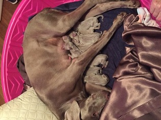 Weimaraner Puppy for sale in CONCORD, NC, USA