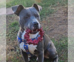 American Pit Bull Terrier-American Staffordshire Terrier Mix Dogs for adoption in Dana Point, CA, USA