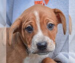 Small #5 Pug Mix