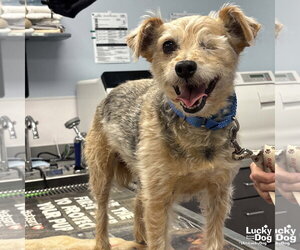 Mutt Dogs for adoption in Washington, DC, USA