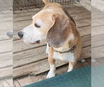 Small #6 Beagle