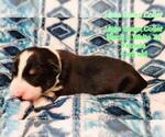 Small Photo #19 Border Collie Puppy For Sale in ELMENDORF, TX, USA